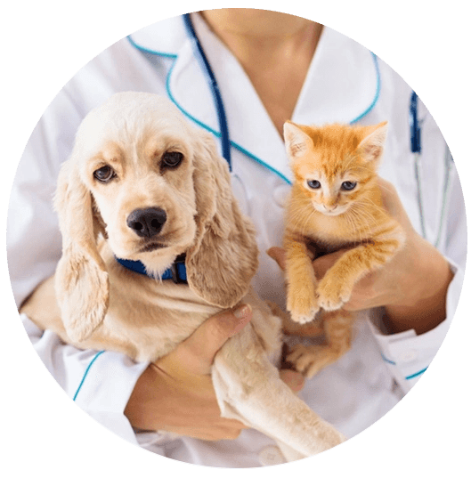 Santa Fé Hospital Veterinário | Curitiba